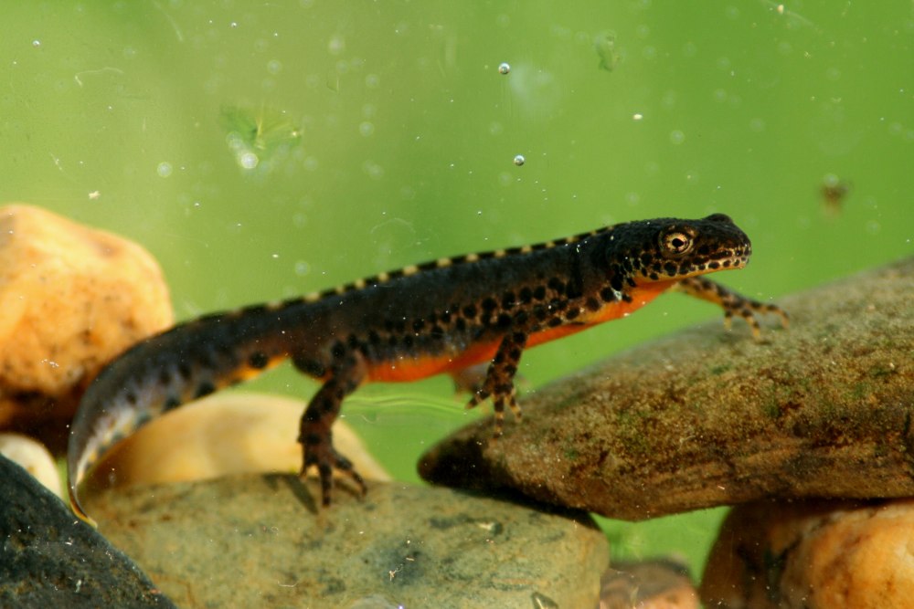 Огненнобрюхий Тритон
