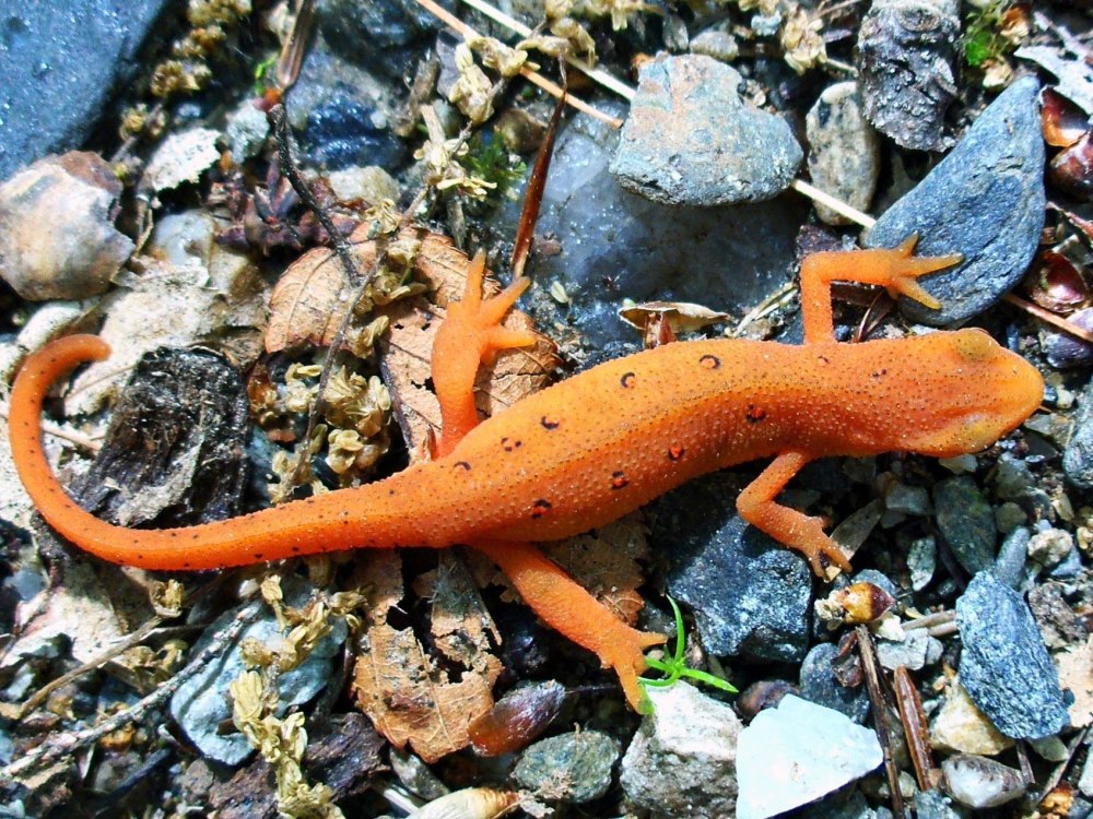 Зеленоватый Тритон