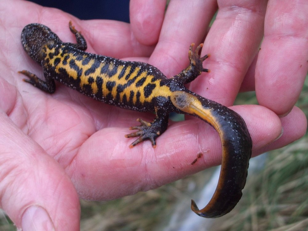 Тритон Карелина