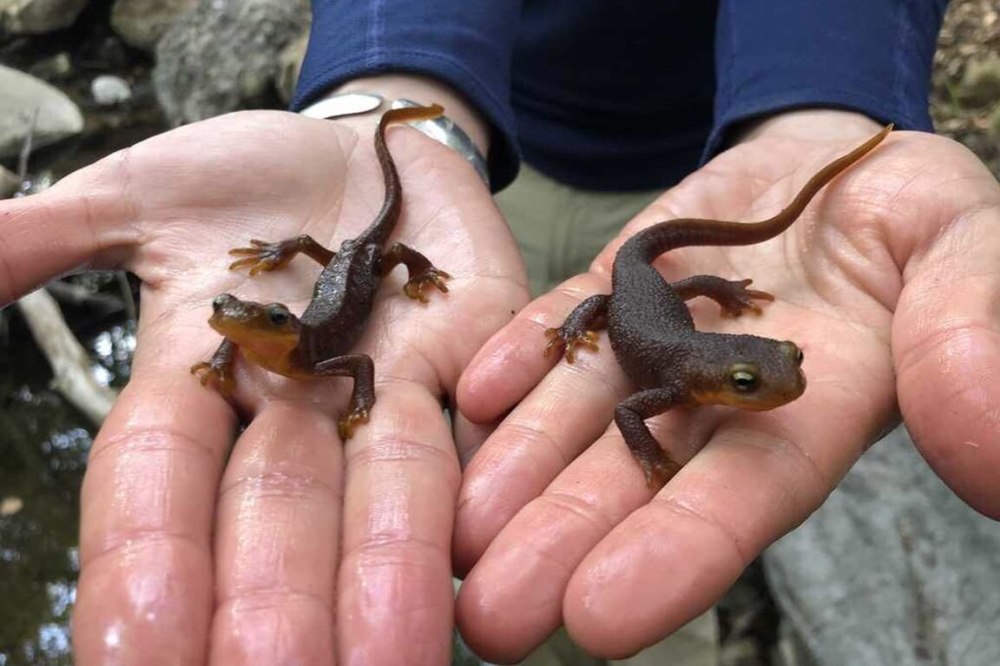 California Newt
