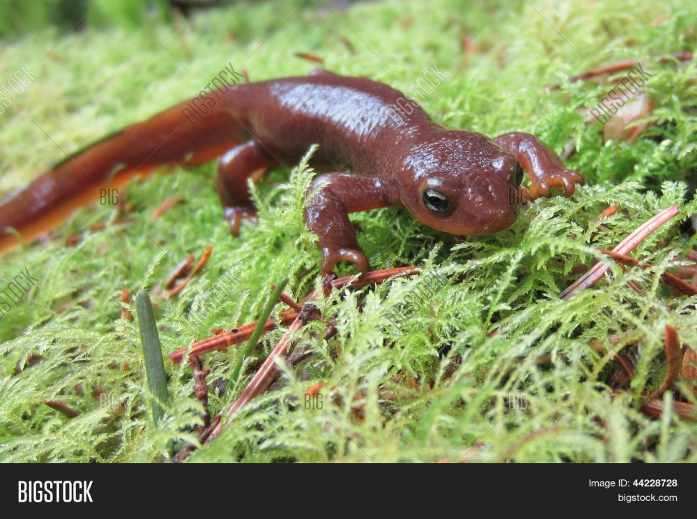 Тритон с грубой кожей