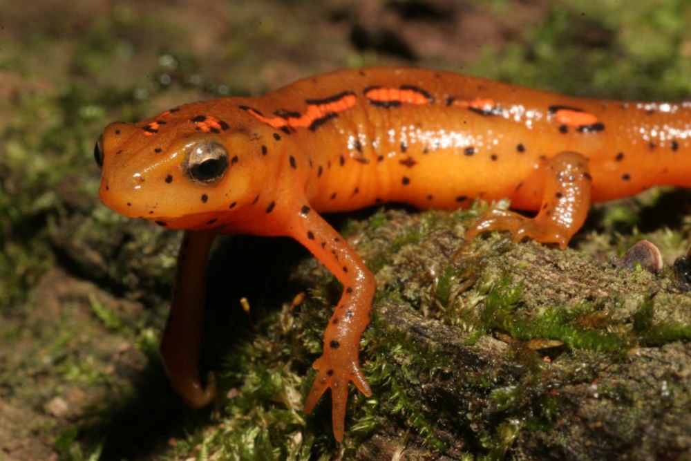 Огненнобрюхий Тритон