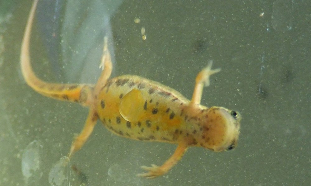 Пляжа ,,Тритон"