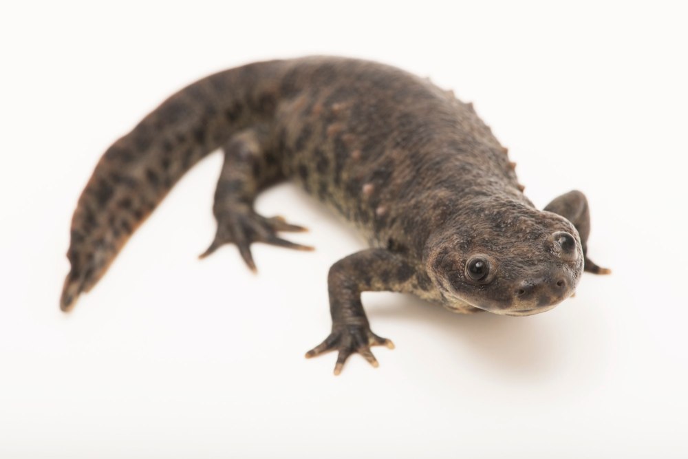 Испанский иглистый Тритон