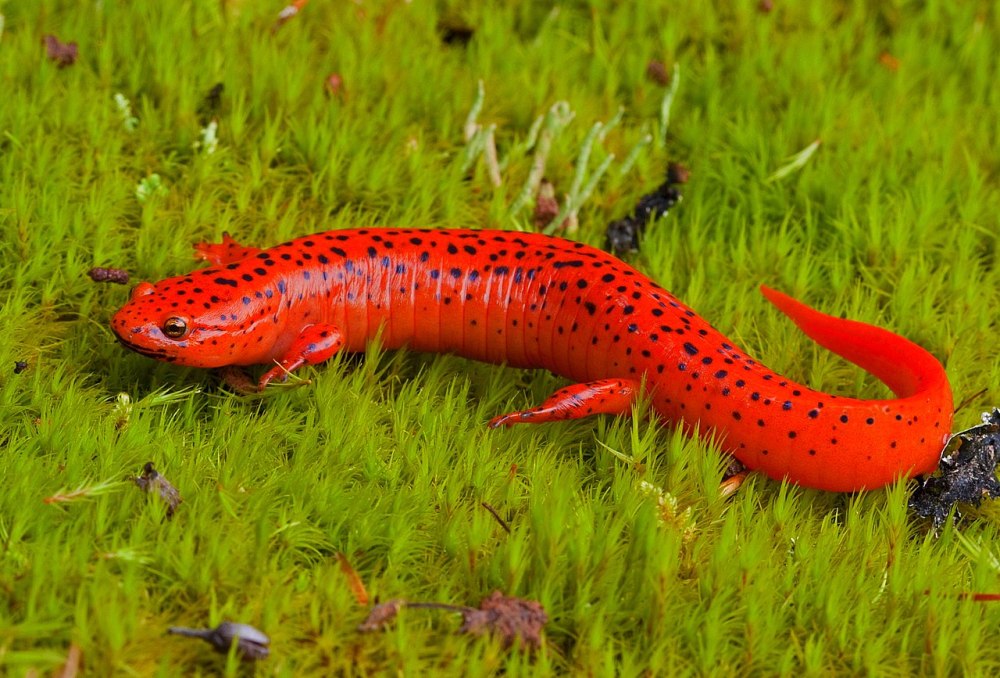 Красно пятнистый Тритон