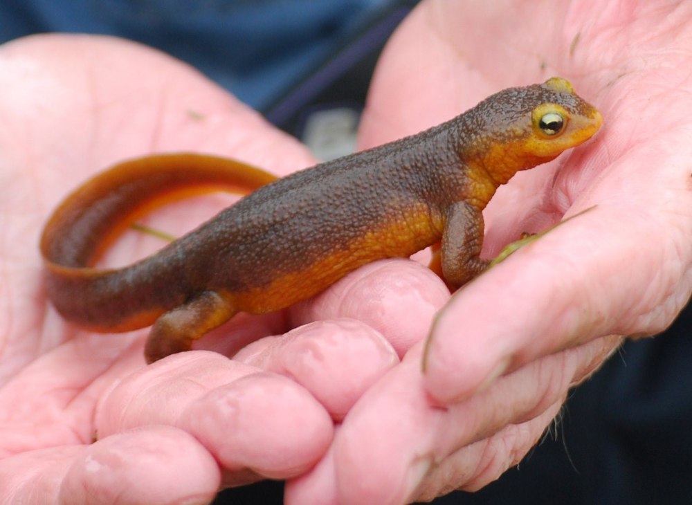 Обыкновенный Тритон