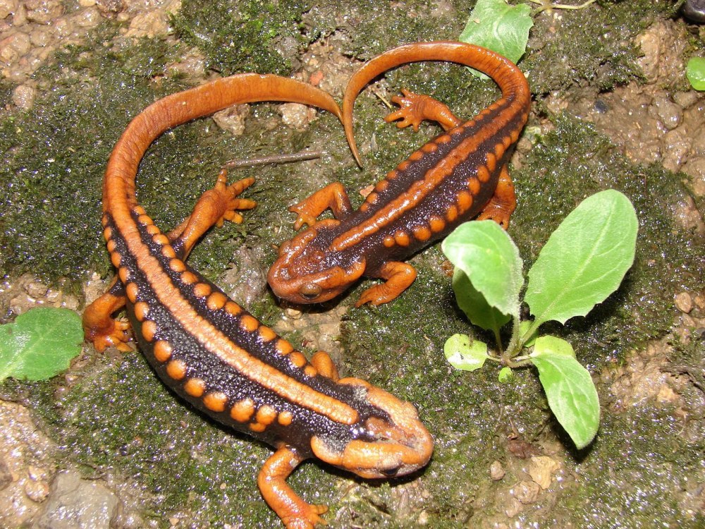 Хвостатые земноводные саламандра