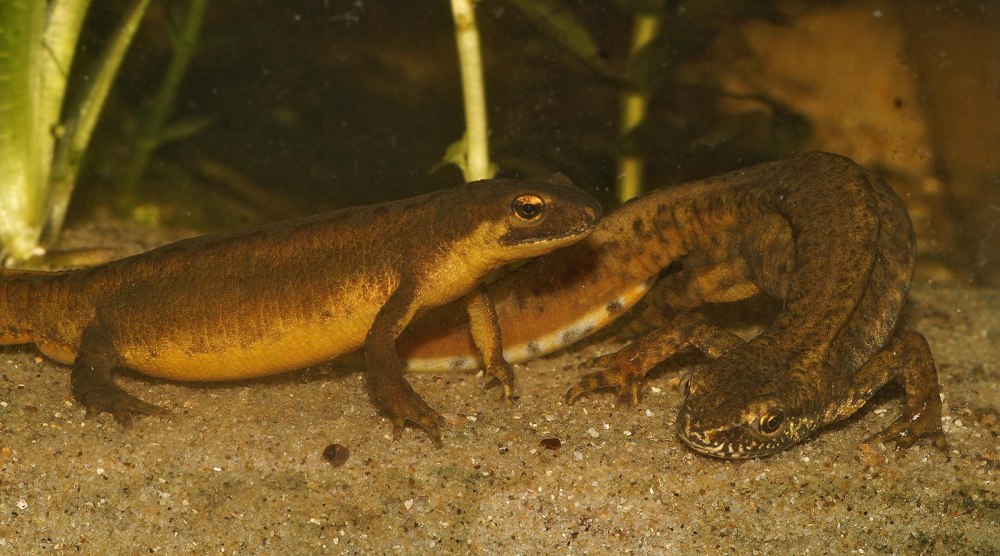 Карпатский Тритон