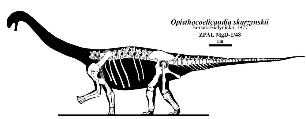 Opisthocoelicaudia skarzynskii