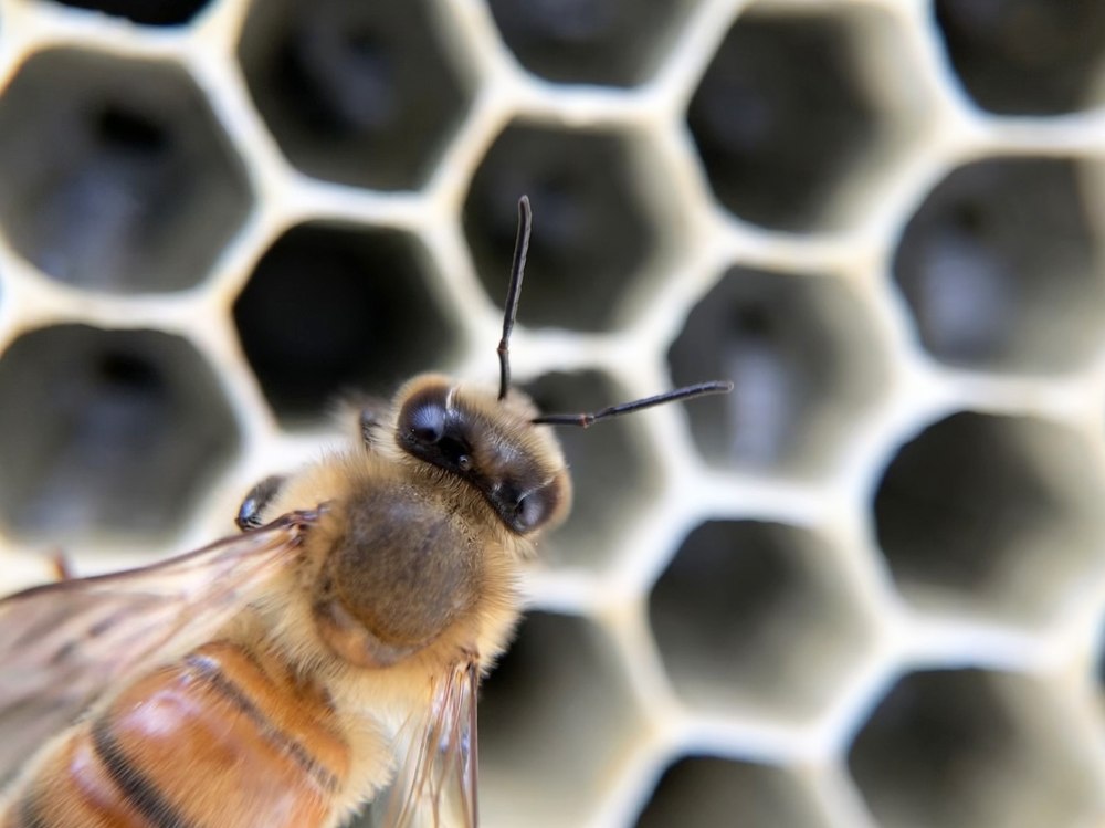 A Bee