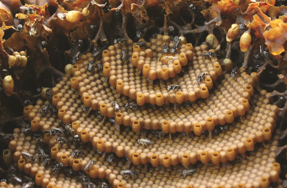 Австралийские пчелы Tetragonula carbonaria