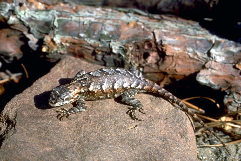 Варан из бревна