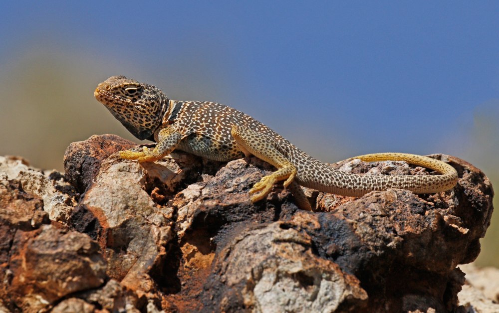 Пресмыкающиеся Варан