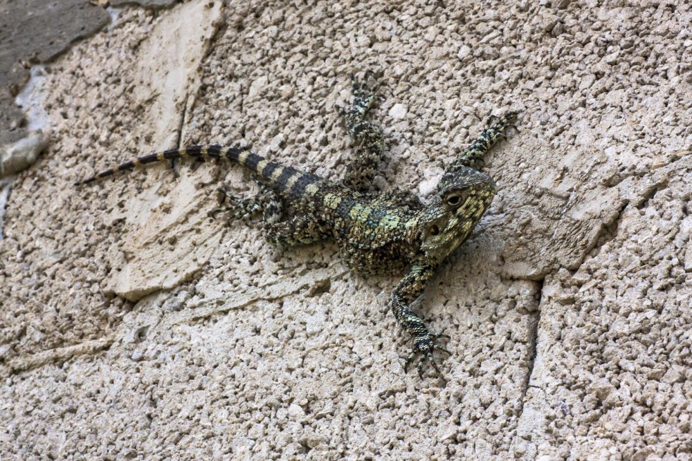 Ящерица на стене