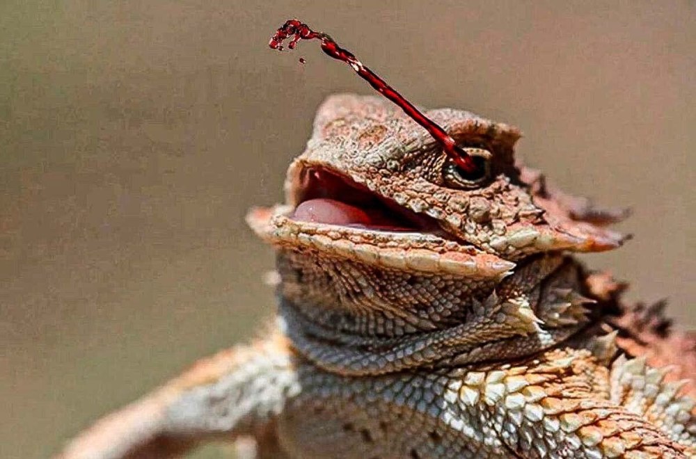 Фринозома жабовидная ящерица