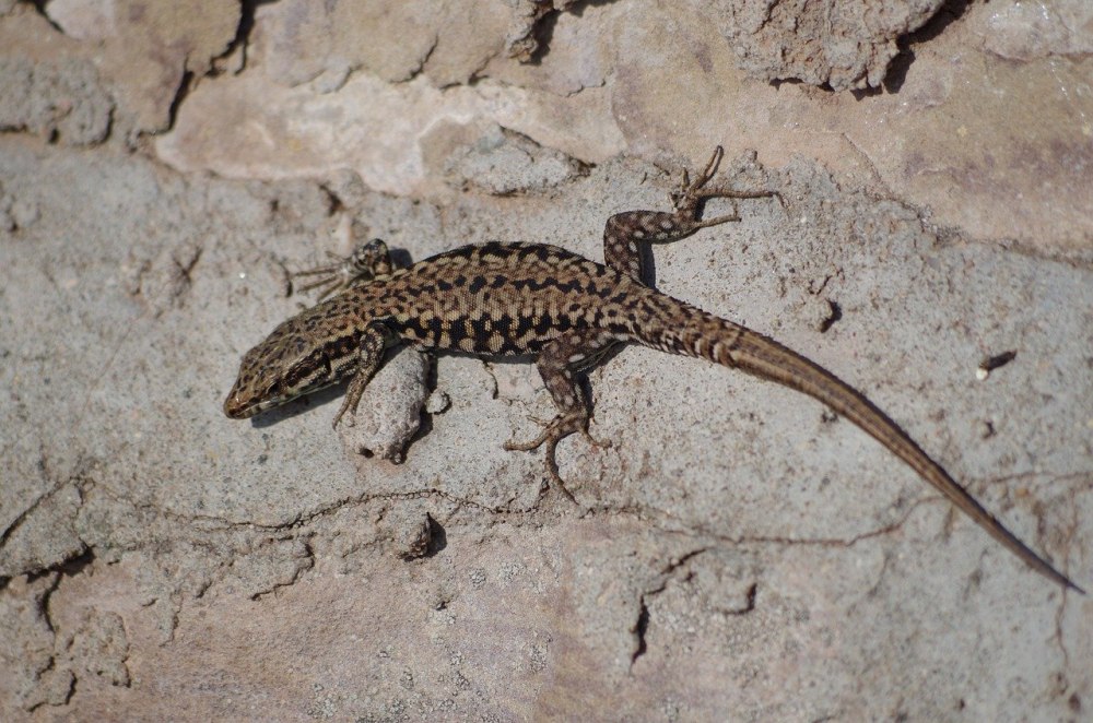 Крымский Тритон ящерица