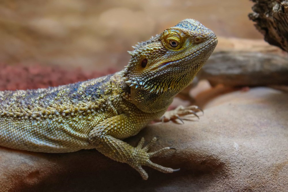 Смарагдовый Варан