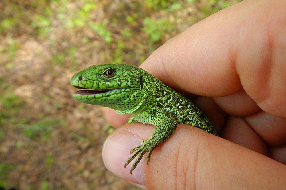 Прыткая ящерица