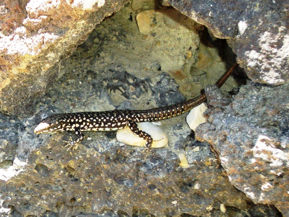 Амниоты фото