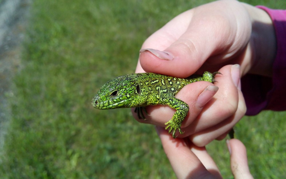 Большая зеленая ящерица