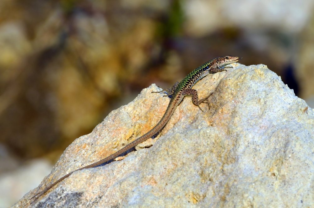 Эндемики это