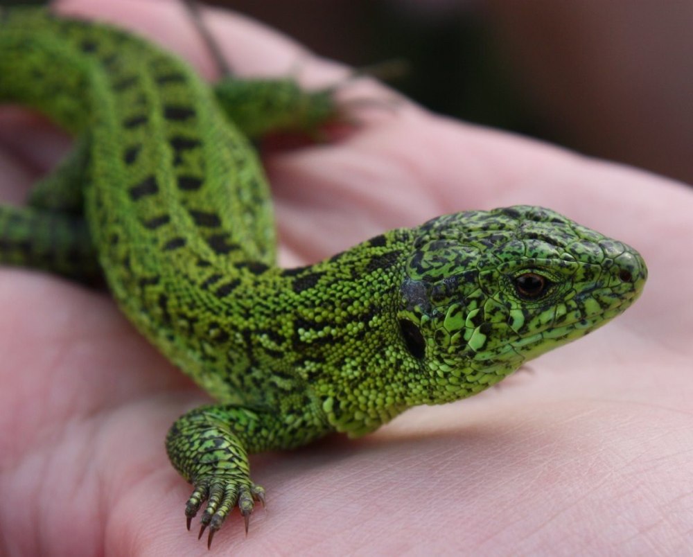 Ящерица обыкновенная прыткая зеленая