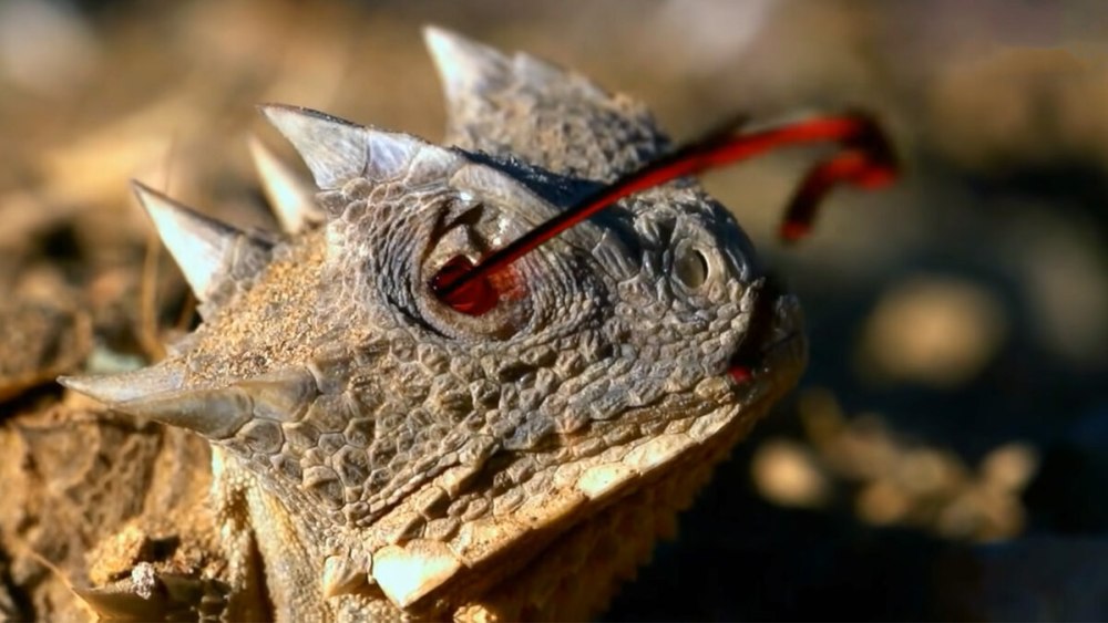 Техасская жабовидная ящерица