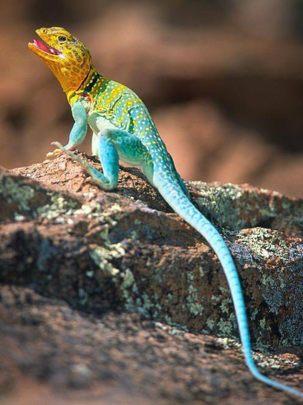 Гималайская агама ящерица