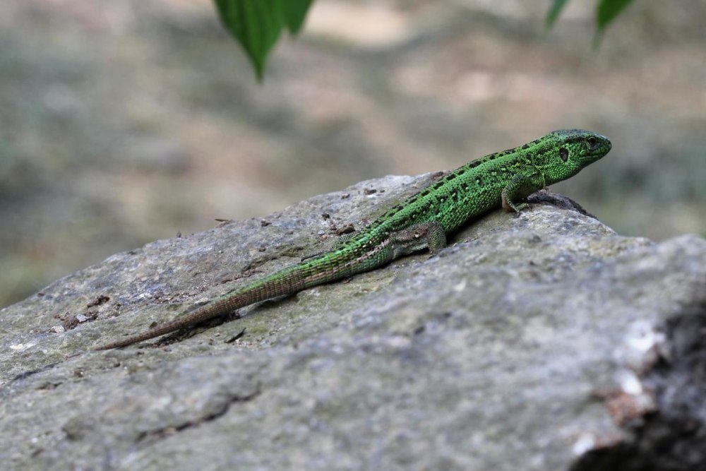 Кавказская прыткая ящерица