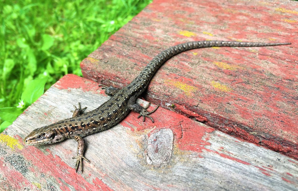 Ящерица сбрасывает хвост