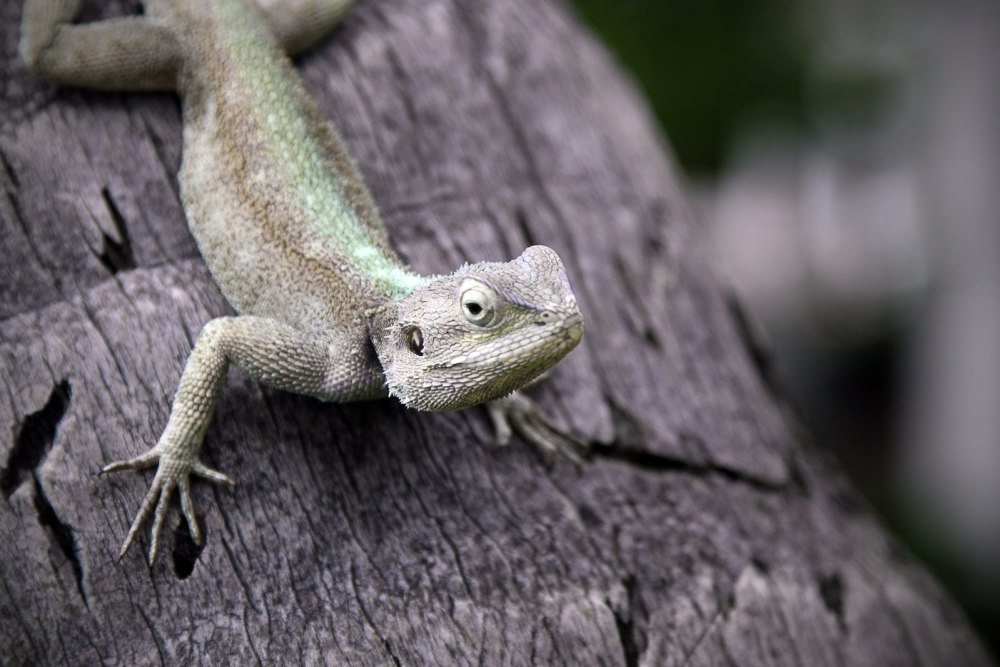 Гиббон ящерица