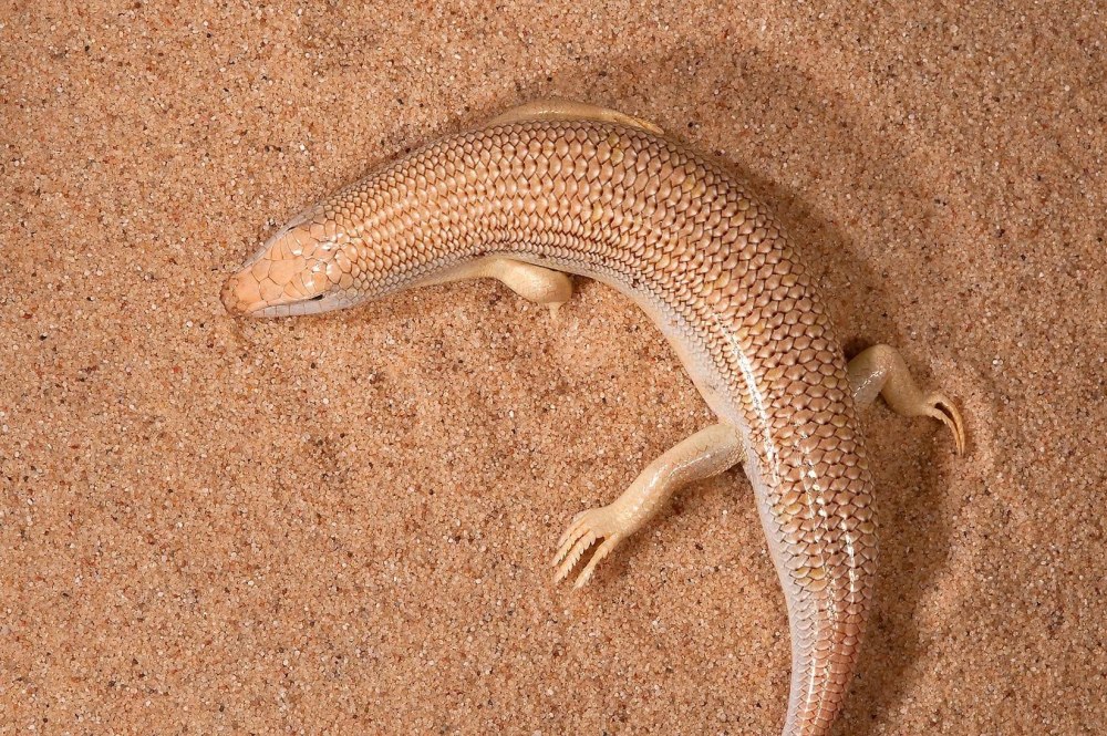 Перри ящерица Песчаная