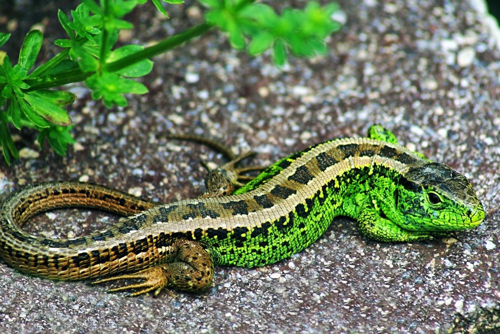 Ящерица прыткая горнокрымская