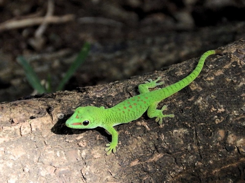 Зеленый дракончик ящерица