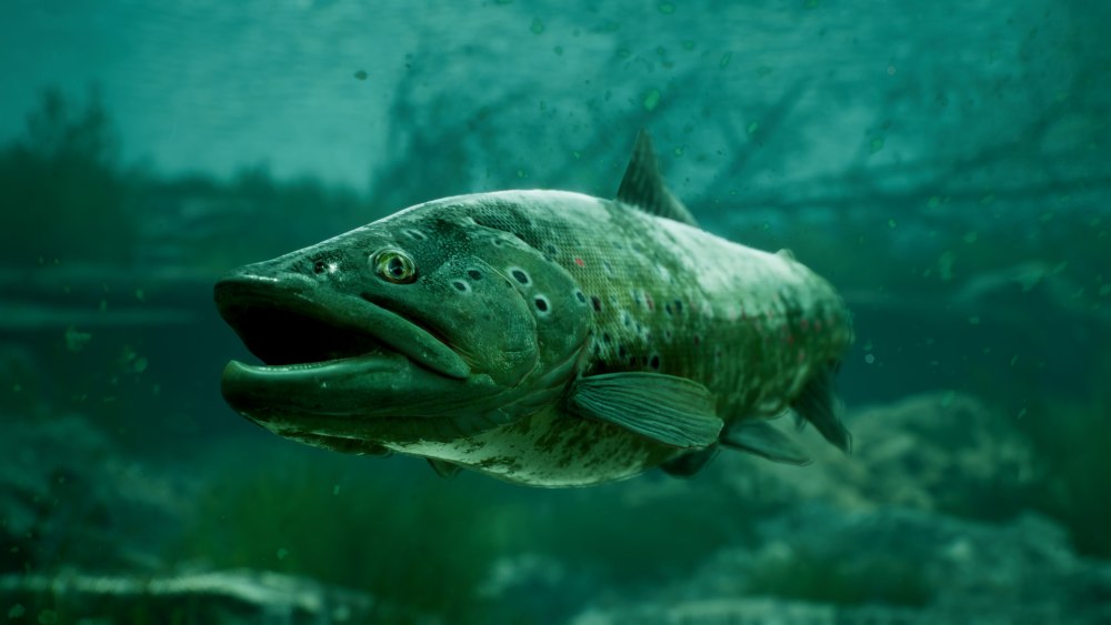 The catch: Carp & coarse