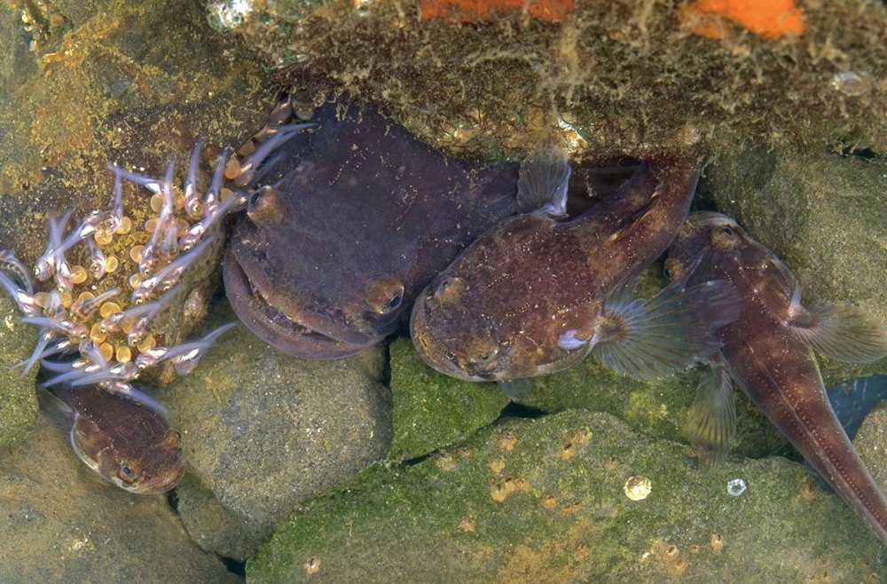 Porichthys notatus