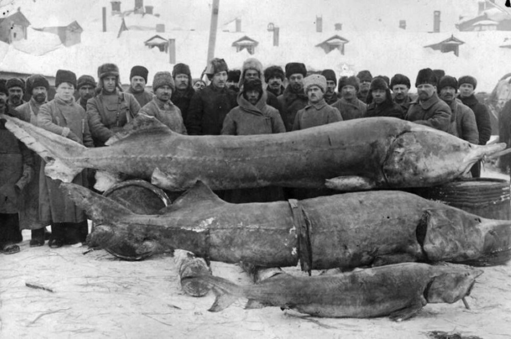 Белуга в Волге 1924 самая большая