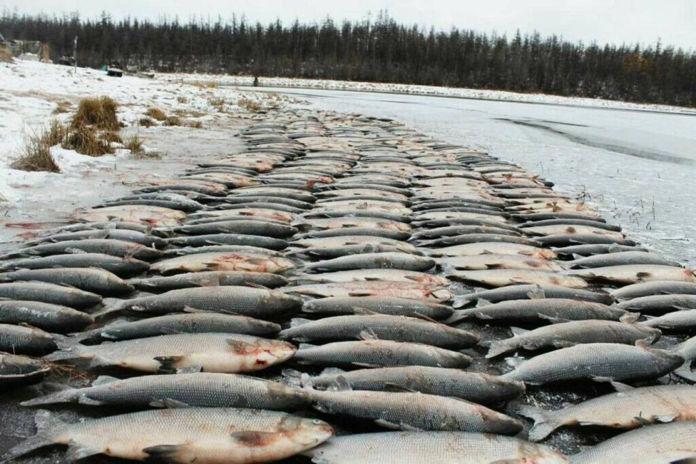 Нельма Якутия