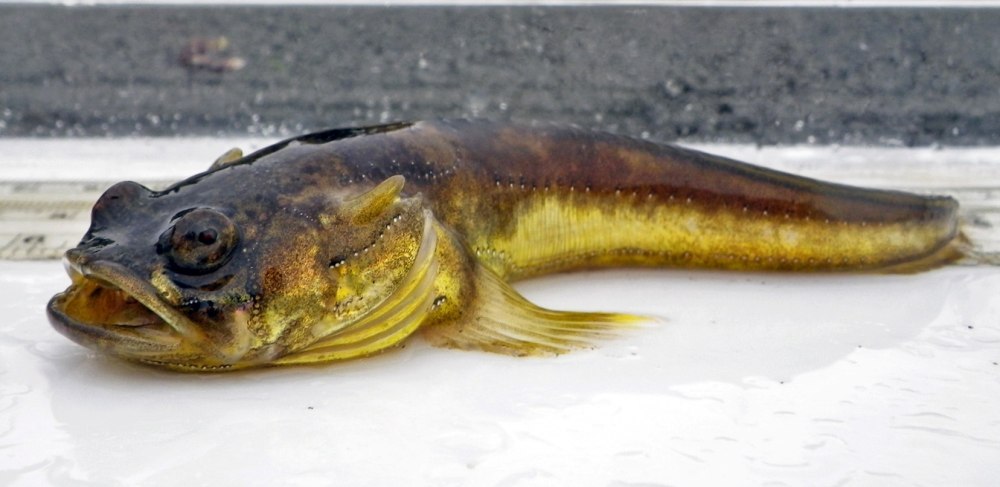 Porichthys notatus