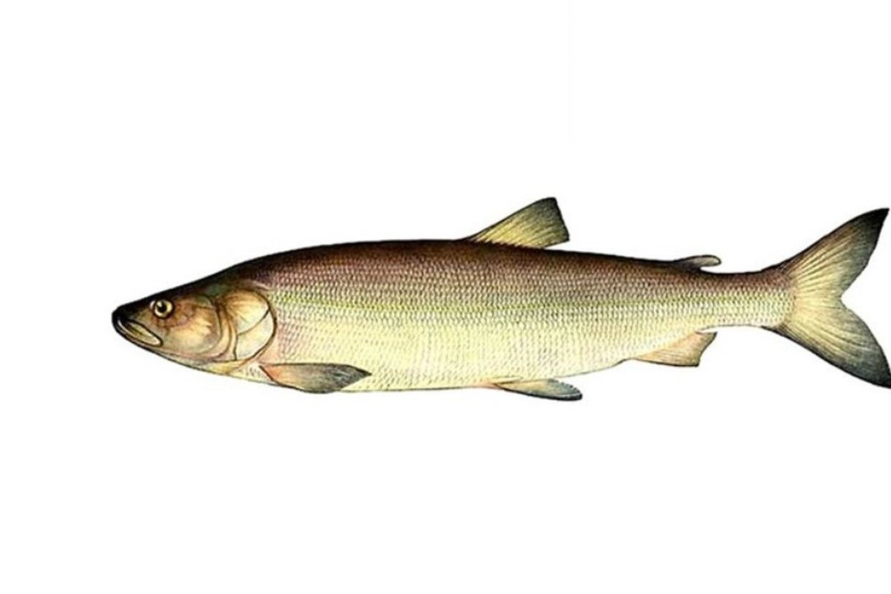 Белорыбица - Stenodus leucichthys (