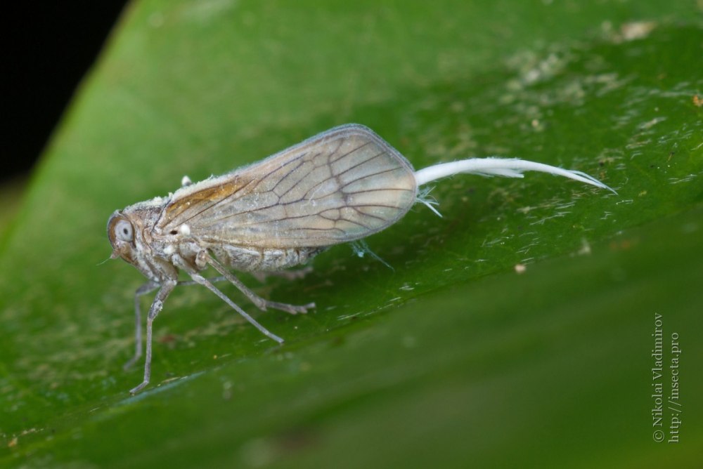 Homoptera Равнокрылые