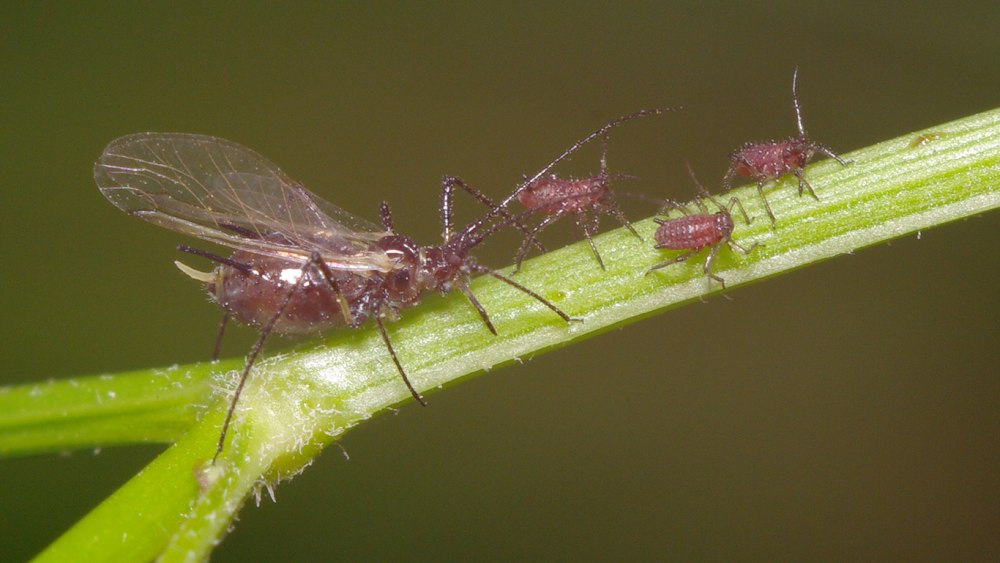 Homoptera Равнокрылые