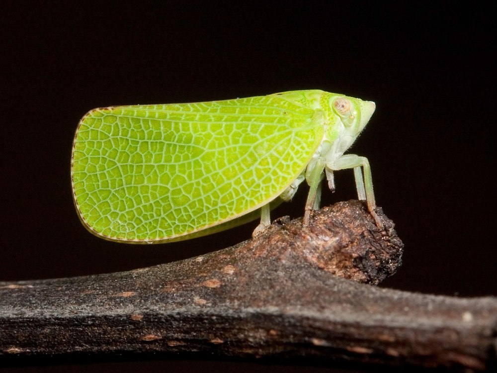 Фулгороида (Fulgoroidea)