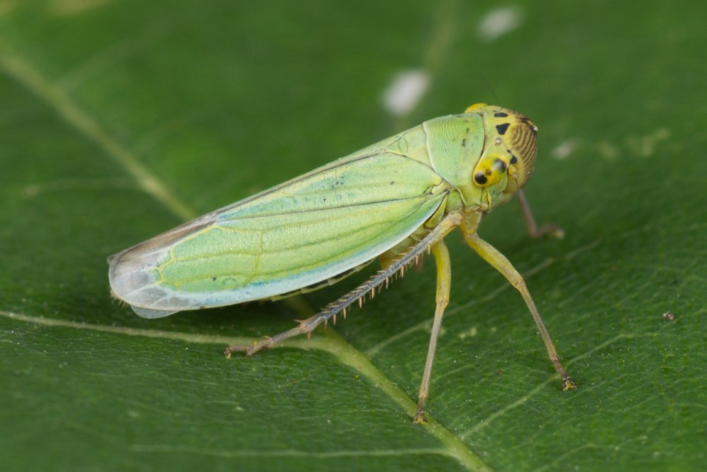 Cicadella viridis - цикадка зеленая