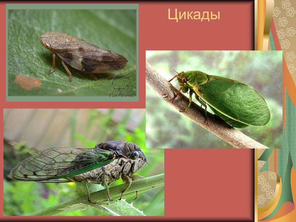 Отряд Равнокрылые цикады
