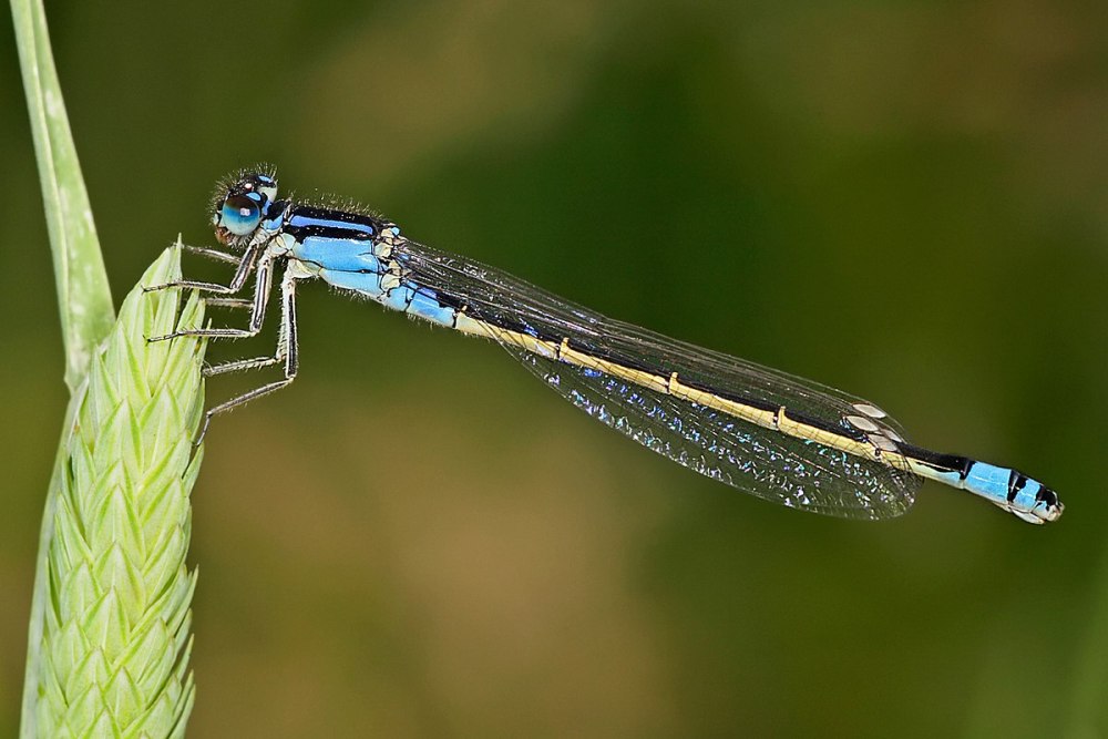 Anisozygoptera Стрекоза