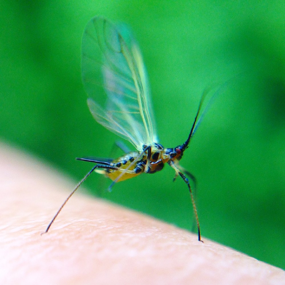 Myzus persicae