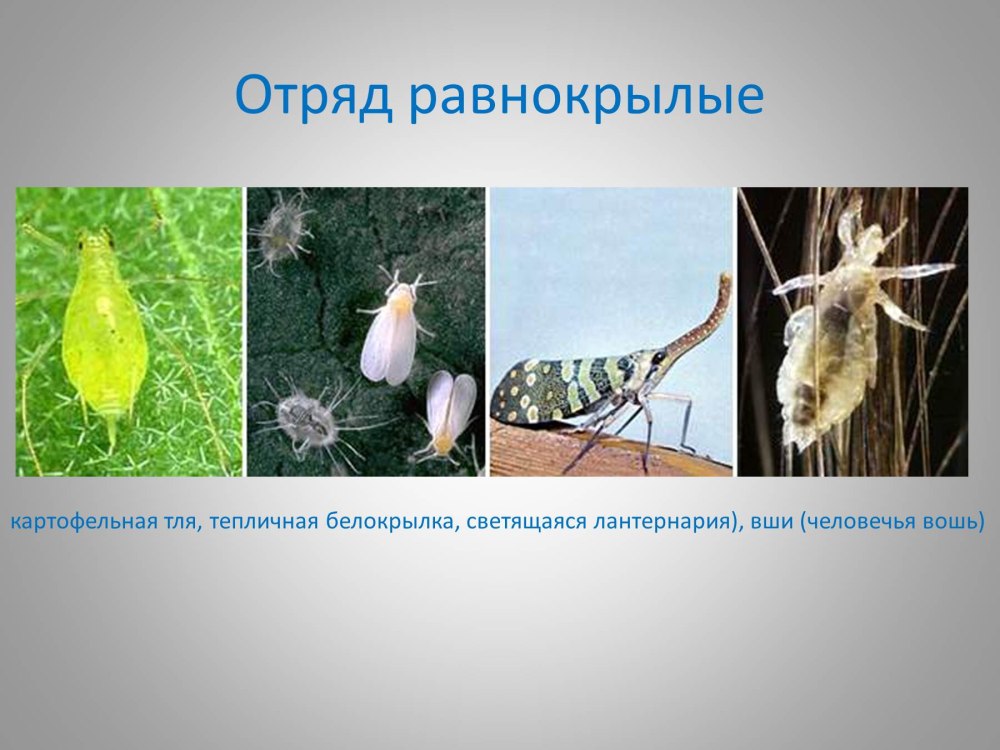 Отряды насекомых Равнокрылые