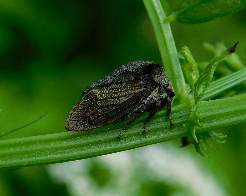 Отряд Homoptera