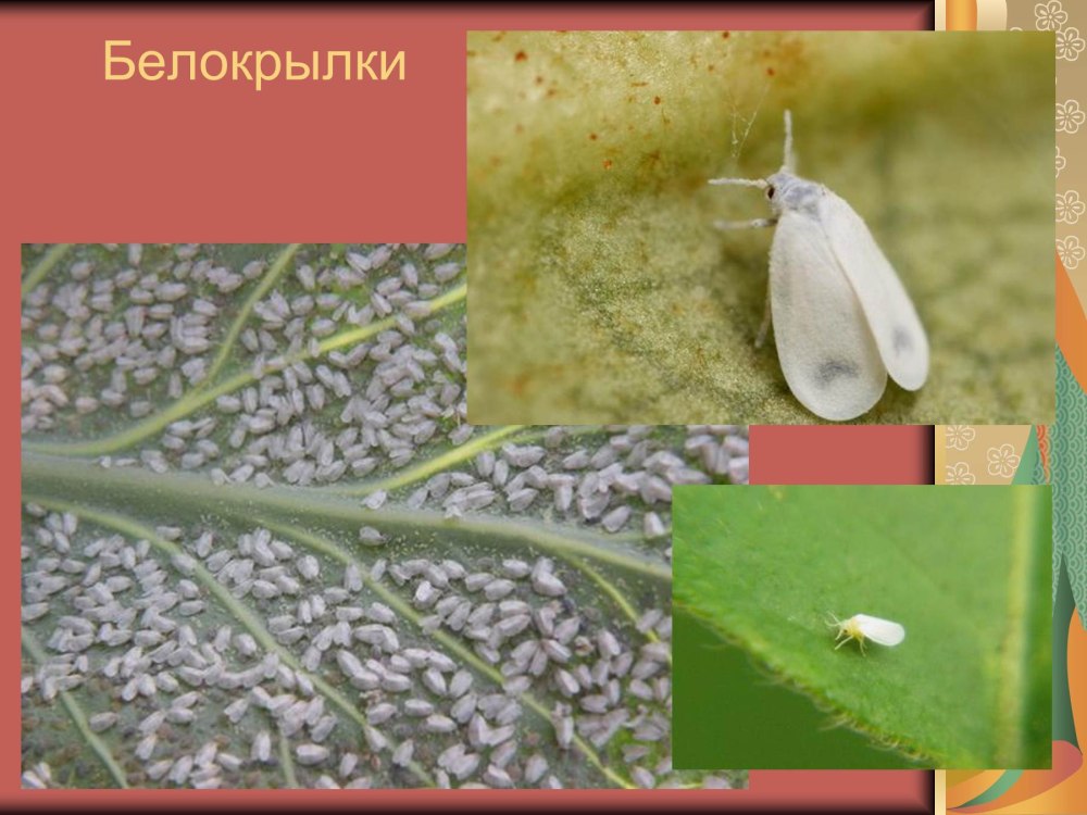 Равнокрылые белокрылки